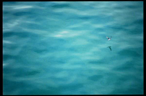 Queen Charlotte Sound, New Zealand