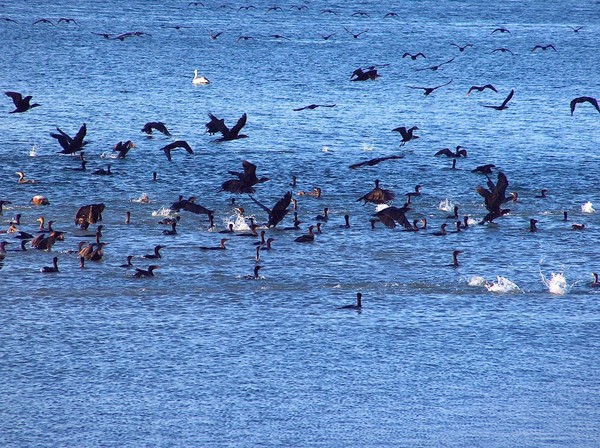 FEEDING TIME #2
