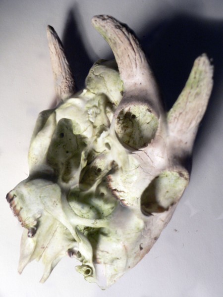 biological mutation