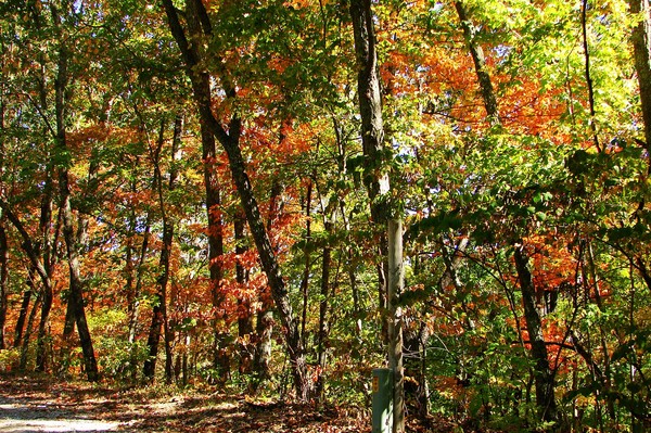 First Signs of Autumn