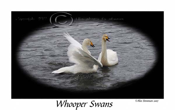 Whooper Swans