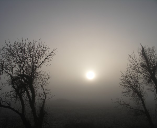 SUNSHINE FOG