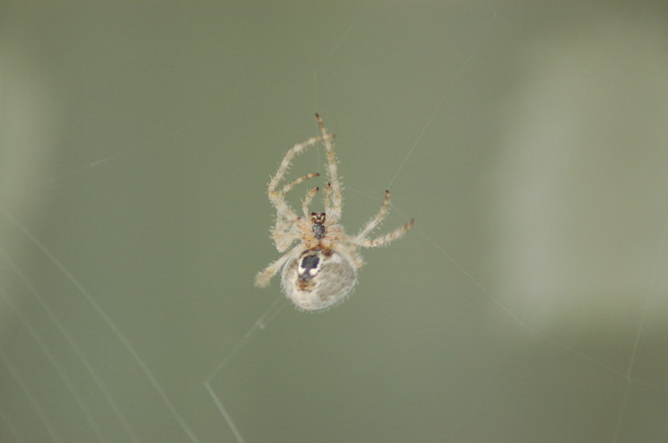 Weaving a Web