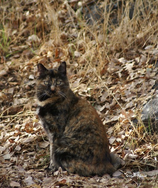 Autumn Cat