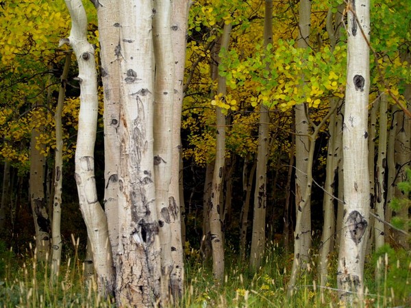Trees