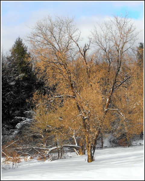 ATree Among Snow