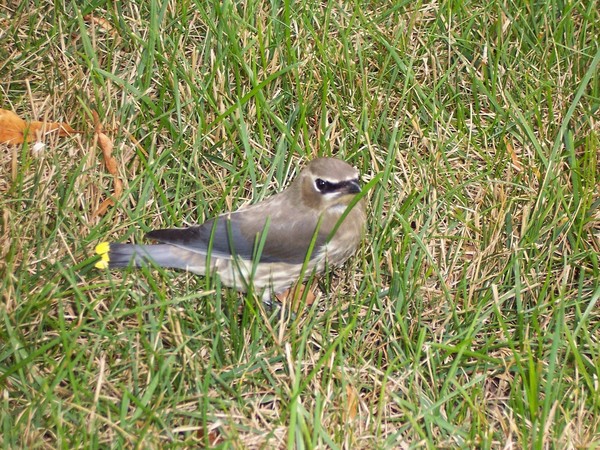 A Bird