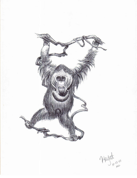 Orangutan