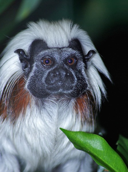 Cotton Top Tamarin.