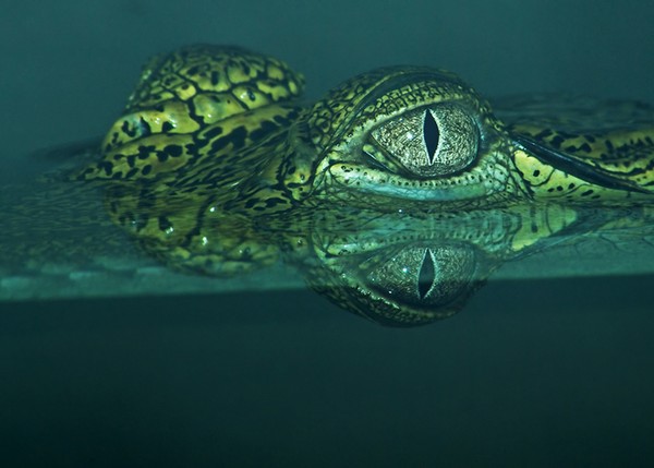 Eye of the Croc.