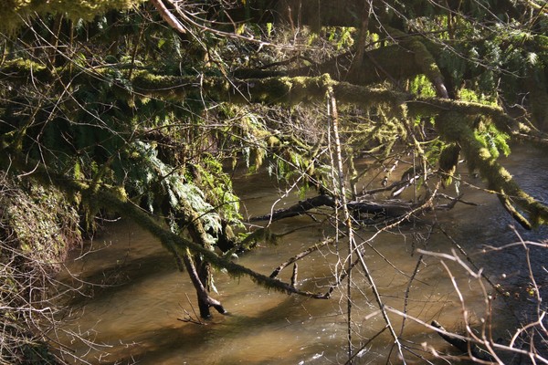 The Stream at Deep Lake