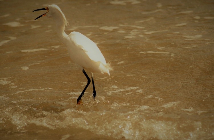Snowy Fishing in the surf