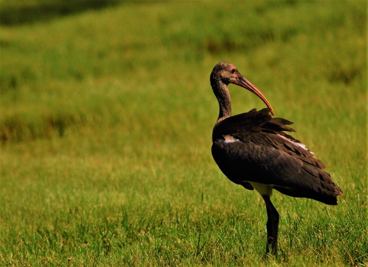 Immature Glossy Ibis