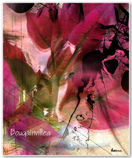 Bougainvillea