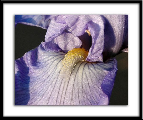 Flower close up