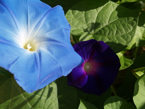Blue & Purple Morning Glory