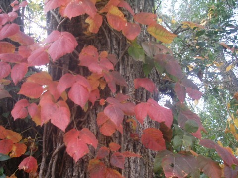 Autumn Leaves 2