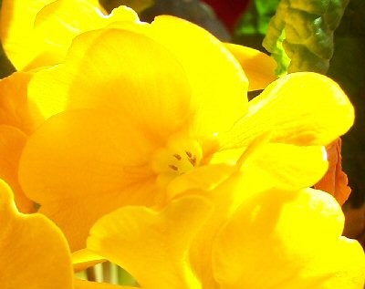 Yellow Translucence