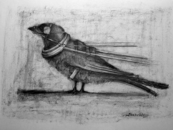 singular migratory birds
