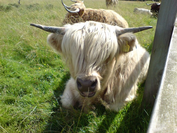 Cow
