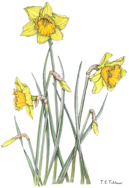 Daffodils