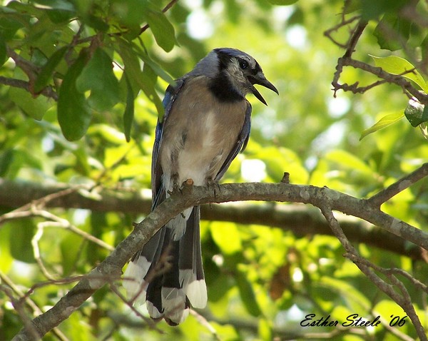 Blue Bird