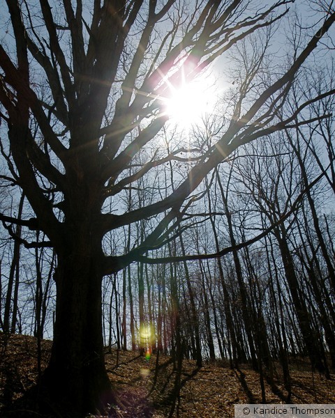 Ancestors in the Shadows 