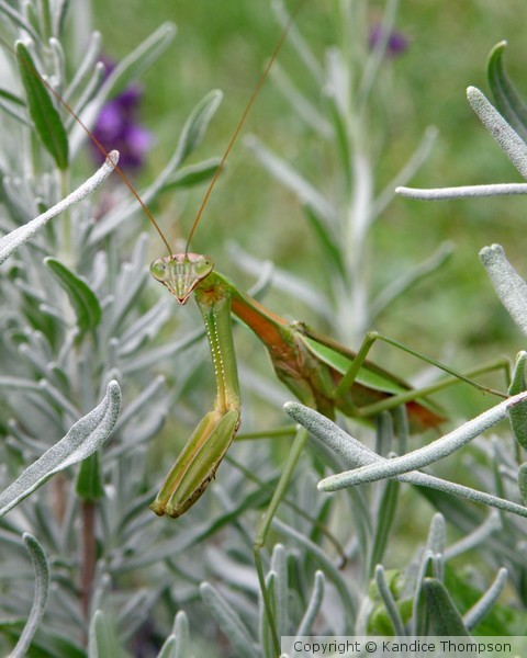 Mantis in Lavender 