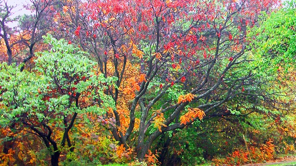 Autumn tree