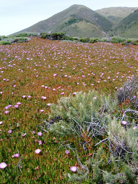 Beach Flowers