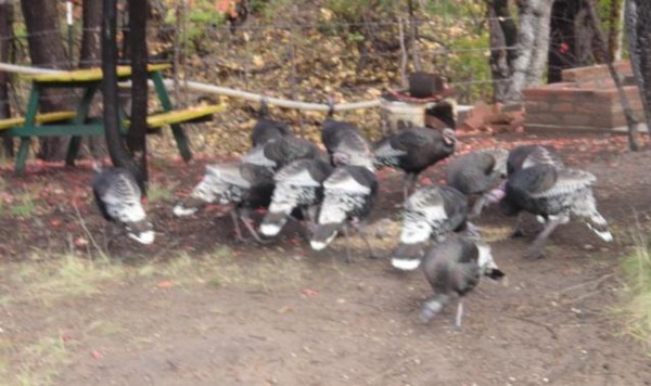 Turkeys Turkeys Turkeys