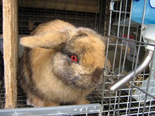 Evil Bunny!!!