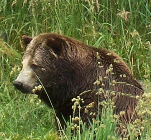 Grizzly Bear