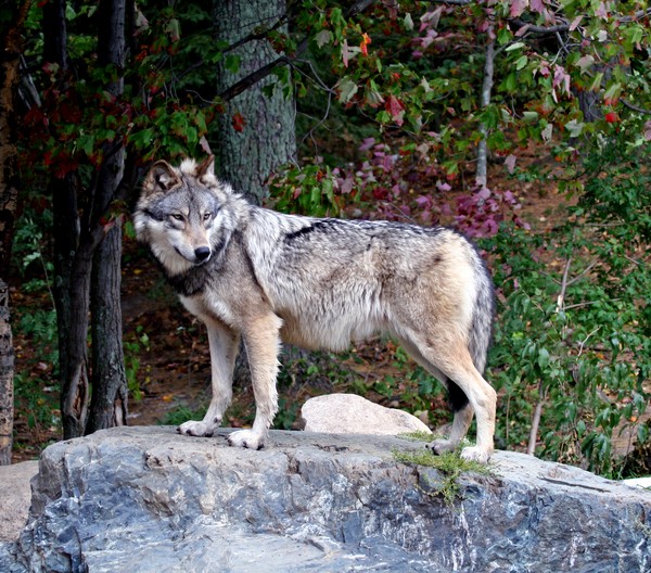 King of the Castle