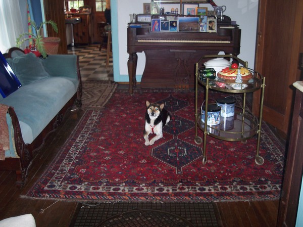 Sammy waits for Santa.