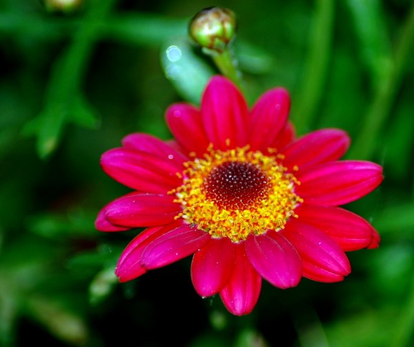 The Joy of Spring