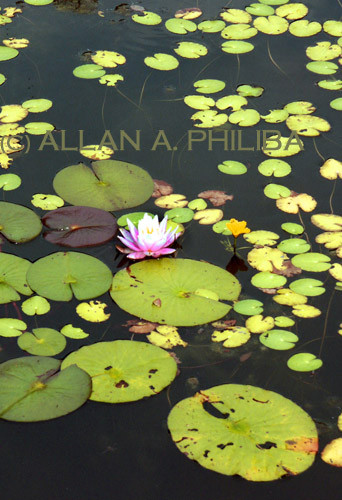 Lily pond