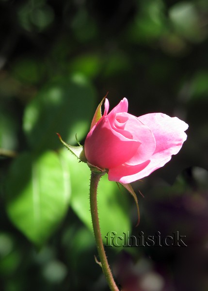 Pink_Rose_Bud_