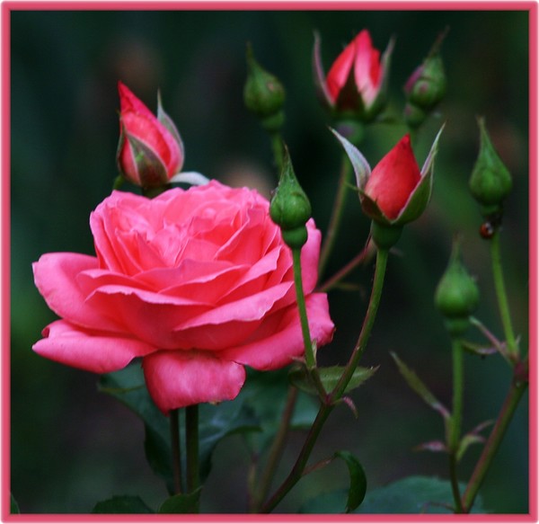 Smelling like Rose!