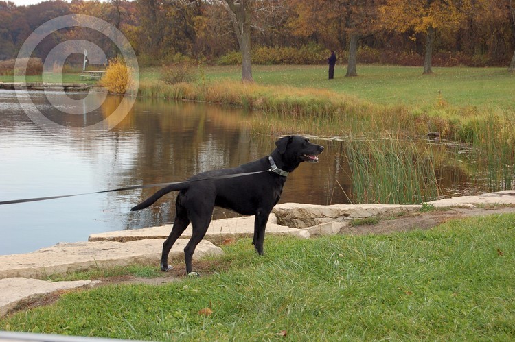 Our Black Lab in the Fall by Lake