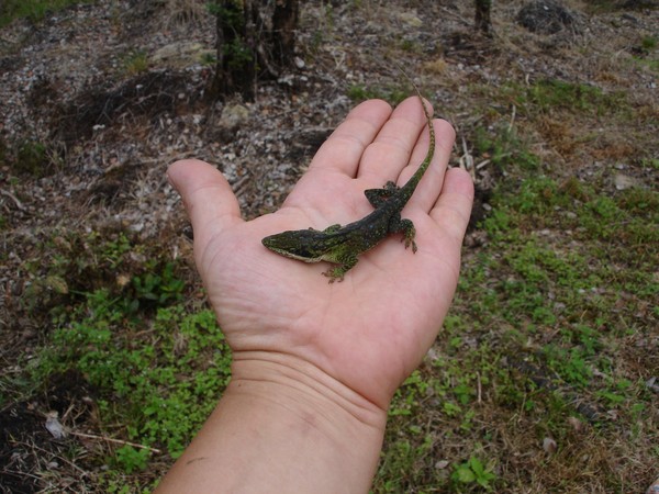 Lizard Attack 09
