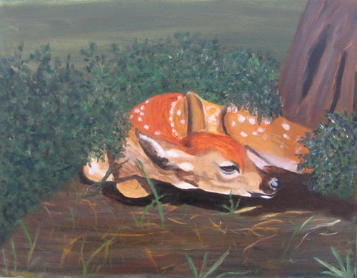 Fawn