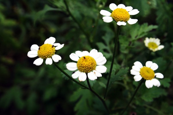 daisy