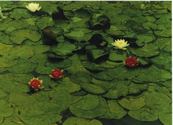 Lilypads-Cordoba