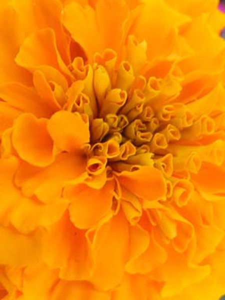 Orange Beauty