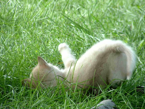 Cat or Wolf