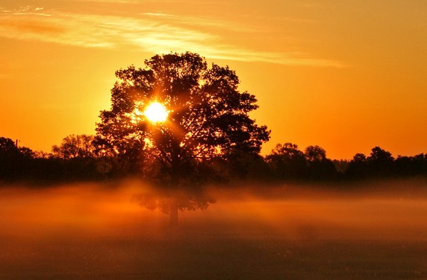 Misty Gold