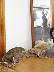 Under Mum's Watchful Eye.