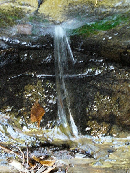 Water & Leaf