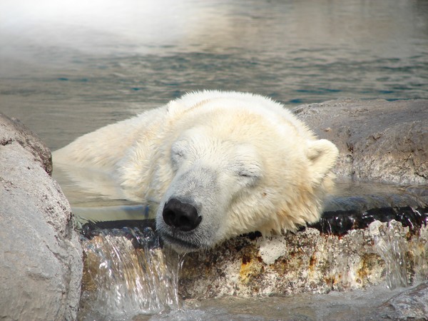 Just a little snooze